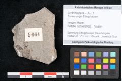 Foto (Objekt + Etikett) von Zostera ungeri Ettingshausen (NHMW-GEO-2024-0188-6664)
